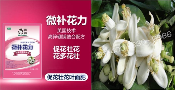 蜜柚促花壯花除了補(bǔ)磷還需要補(bǔ)硼鋅？