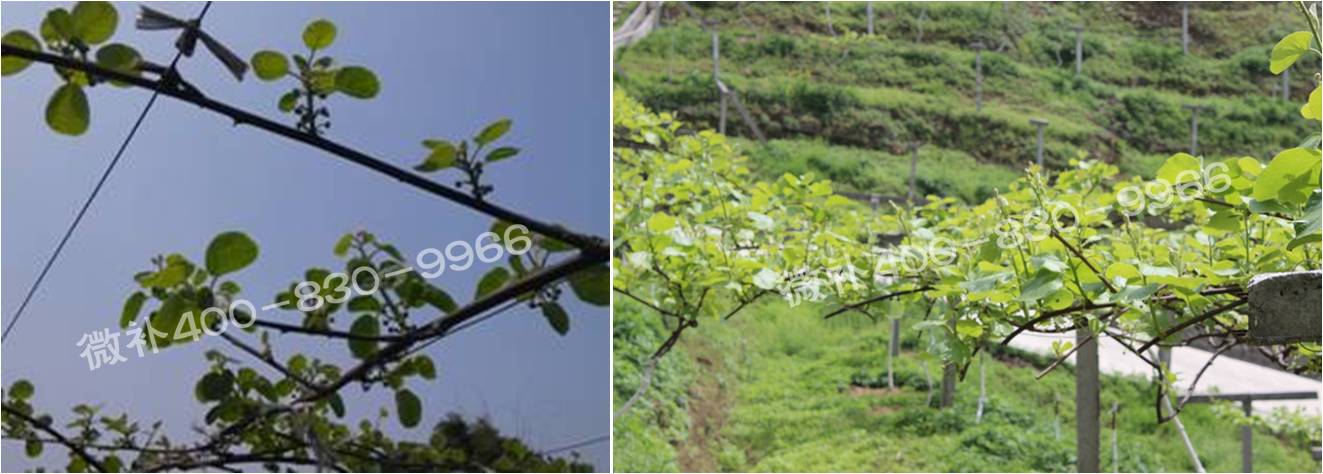 獼猴桃萌芽期如何施肥，才能促進(jìn)萌芽齊、萌芽壯？