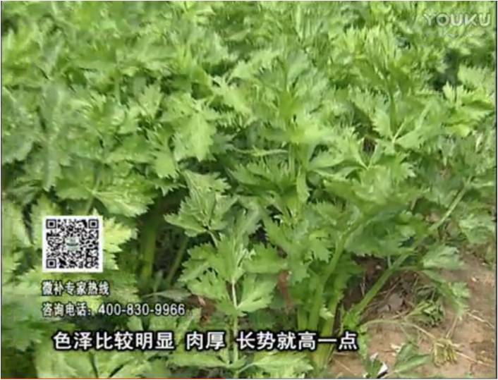 20170109珠江臺搖錢樹：葉菜如何種？長勢好又高產(chǎn)！